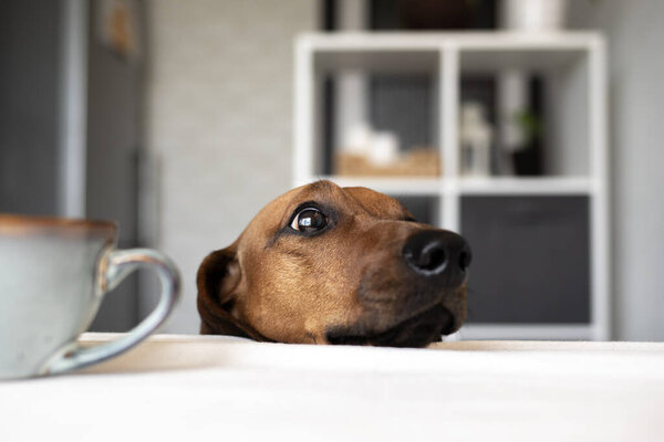 A funny dachshund dog has his head on the dinner table and is waiting for a treat.