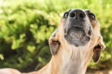 Bir tazı köpeğinin yakın plan portresi