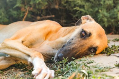Greyhound gölgeli çimlerde dinleniyor.