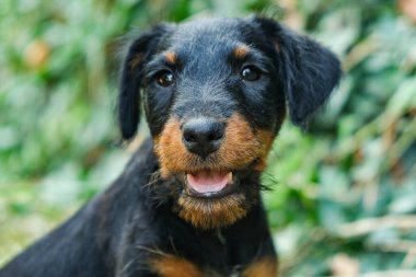 Yeşil çimlerde oturan komik bir teriyer köpeği.