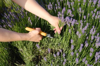 A woman's hand cuts lavender blossoms with secateurs in a lavender field. clipart