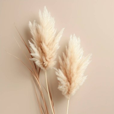 Bej bir arka planda kabarık otların kuru dalları.