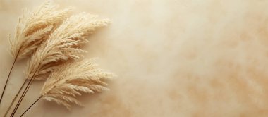 Bej bir arka planda tüylü otların kuru dalları. Pankart, yan görünüm, metin için boşluk.