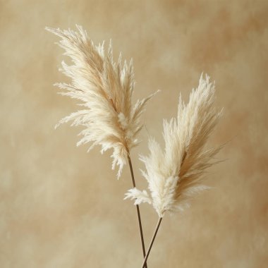 Bej bir arka planda kabarık otların kuru dalları.
