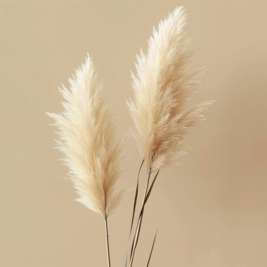 Bej bir arka planda kabarık otların kuru dalları.