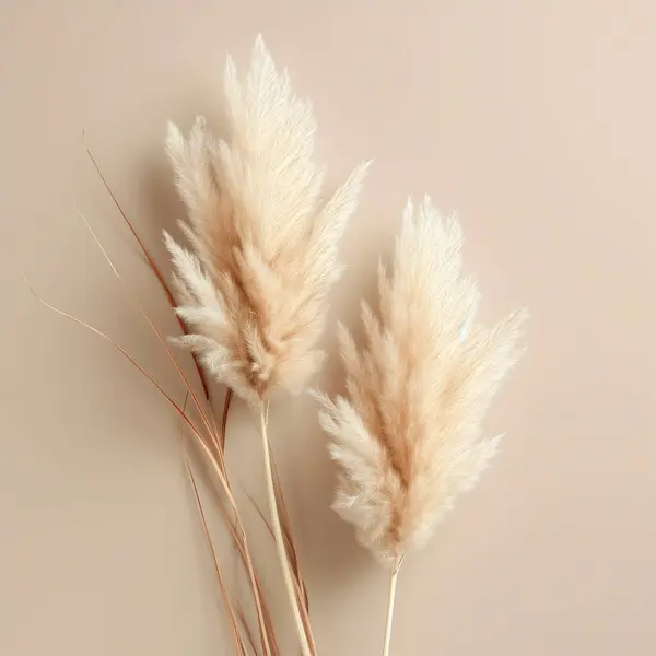 stock image Dry branches of fluffy pampas grass on a beige background.