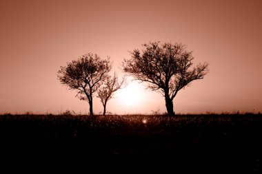 Güzel yalnız ağaçlar gün batımında bir tarlada duruyor. Mesaj için yer. Yılın Rengi Mocha Mousse.