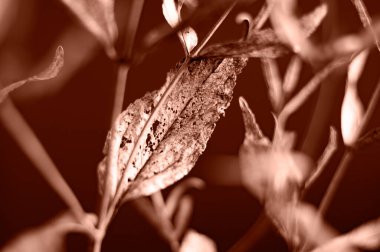 Kuru bitki, kuru yaprak yakın plan. Yılın Rengi Mocha Mousse.