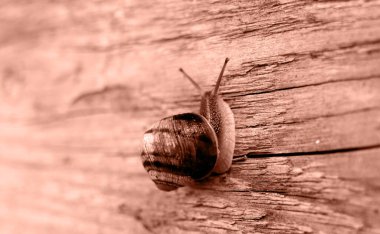 Tahtaya yakın plan bir salyangoz. Yan görüş. Mesaj için yer. Yılın Rengi Mocha Mousse.