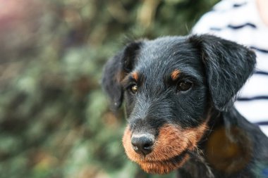 Küçük Jagdterrier köpeği, genç Alman av teriyeri.