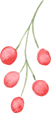 Canlı kırmızı böğürtlenlerle elle boyanmış bir suluboya dalı. Kış dekoratif unsur olarak mükemmel. Şeffaf bir arkaplanda izole edilmiş, tatil tasarımları, davetiyeler ve mevsimlik dekorlar için ideal..