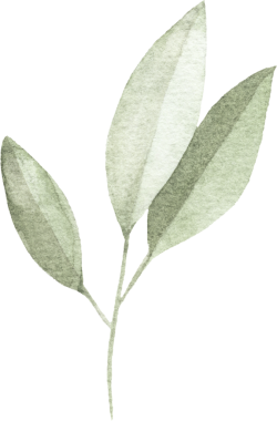Şeffaf bir arkaplanda izole edilmiş botanik yapraklar içeren el boyası bir suluboya dekoratif element. Doğadan esinlenilmiş tasarımlar, mevsimlik dekorlar ve davetiyeler için mükemmel.
