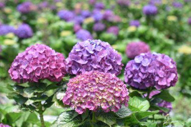 Güzel renkli Hydrangea makrophylla veya Hortensiya çiçeği, yaz bahçesi arka planı.