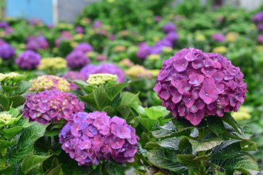 Güzel renkli Hydrangea makrophylla veya Hortensiya çiçeği, yaz bahçesi arka planı.
