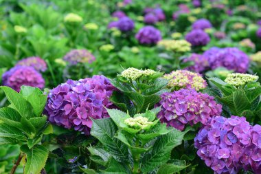 Güzel renkli Hydrangea makrophylla veya Hortensiya çiçeği, yaz bahçesi arka planı.