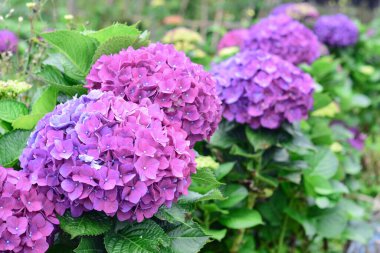 Güzel renkli Hydrangea makrophylla veya Hortensiya çiçeği, yaz bahçesi arka planı.