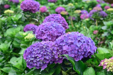Güzel renkli Hydrangea makrophylla veya Hortensiya çiçeği, yaz bahçesi arka planı.