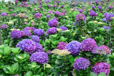 Güzel renkli Hydrangea makrophylla veya Hortensiya çiçeği, yaz bahçesi arka planı.