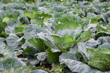 Yeşil lahana tarlası. Bahçede taze marul yetişiyor.