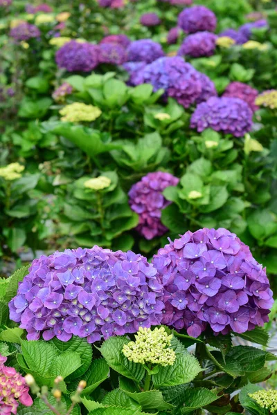 Schöne Bunte Hortensie Macrophylla Oder Hortensia Blume Sommer Garten Hintergrund — Stockfoto