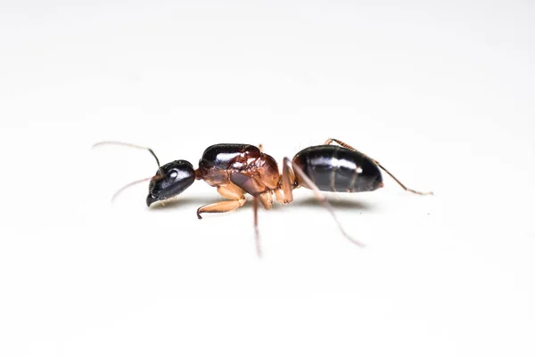 close up three ant on white background.