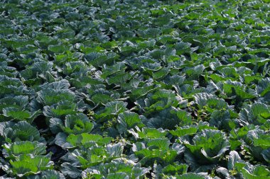 Genç lahana çiftçi tarlasında yetişir, açık alanda lahana yetiştirir. tarımsal iş