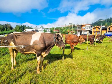 Kurban hazırlamak için hayvan pazarlarında sığırlar ve inekler (sapi).