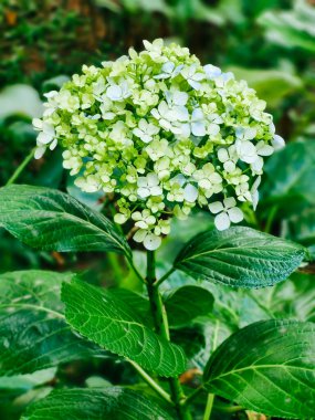 Ortanca çiçeği yaklaş. Güzel Hortensiya yaz bahçesinde çiçek açıyor. Güzellik rengi ortanca çiçeği. Doğanın çiçek arkaplanı. Paskalya, Doğum Günü, Doğa Konsepti