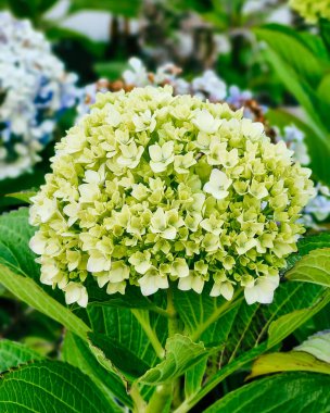 Ortanca çiçeği yaklaş. Güzel Hortensiya yaz bahçesinde çiçek açıyor. Güzellik rengi ortanca çiçeği. Doğanın çiçek arkaplanı. Paskalya, Doğum Günü, Doğa Konsepti