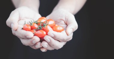 Domates sebzeleri sağlıklı bir diyetin temelidir.