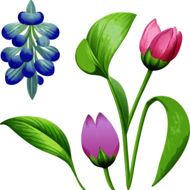 Botanik çizimler. Sulu bitki ya da resimlerin detaylı bir çizimi..