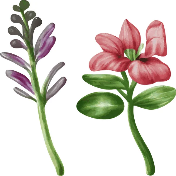 Botanische Illustraties Gedetailleerde Tekeningen Van Planten Schilderijen Met Aquarellen — Stockfoto