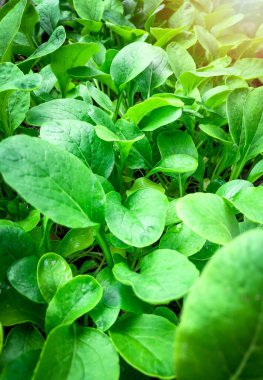 Tarla sebze marulu taze organik çiftlik. Hidroponik sebze çiftliğini kapatın. Yeşil salata yetiştirin. Yeşil çiftlikte yeşil meşe salatası. Salata çiftliği sebze yeşil meşe marulu tarlası.