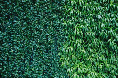 Doğa yaprakları, yeşil tropikal orman, arka plan illüstrasyon konsepti