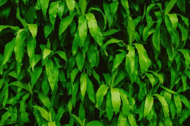 Doğa yaprakları, yeşil tropikal orman, arka plan illüstrasyon konsepti