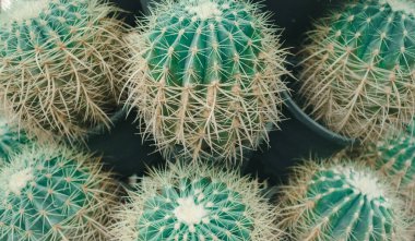 Bahçeye kaktüs yakın çekim