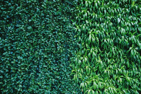 Doğa yaprakları, yeşil tropikal orman, arka plan illüstrasyon konsepti