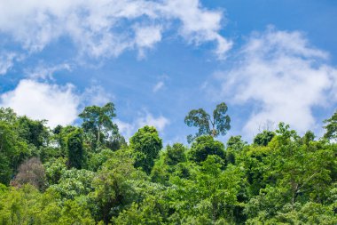Güneydoğu Asya 'nın tropikal yağmur ormanları, bulutlu gökyüzü olan tropikal yağmur ormanları.