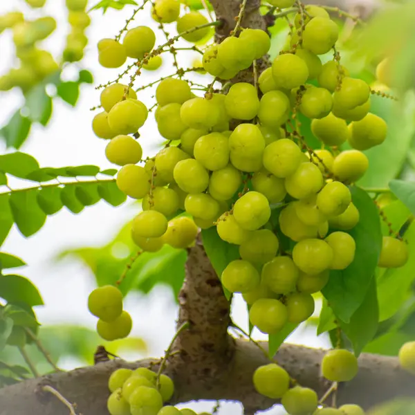 Yeşil Bektaşi üzümü yıldızı meyvesi yüksek C vitamini içerir, Güneydoğu Asya 'nın tropikal bölgesinde yerel bitki, sağlıklı gıda ve arka plan kavramı.