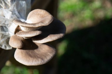 Cultivation of mushrooms in bags , Oyster mushrooms grow from cultivation, can be used for cooking and eating. photograph of a group of mushrooms up close clipart