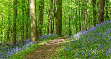 Bothal Woods, Morpeth, Northumberland, İngiltere 'de BlueBell ve Vahşi Sarımsak çiçek açarken inanılmaz manzaralar