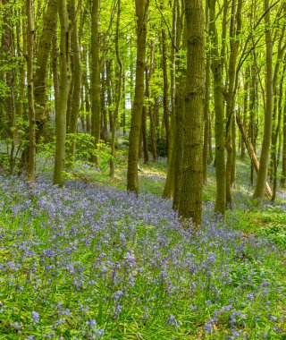 Bothal Woods, Morpeth, Northumberland, İngiltere 'de BlueBell ve Vahşi Sarımsak çiçek açarken inanılmaz manzaralar