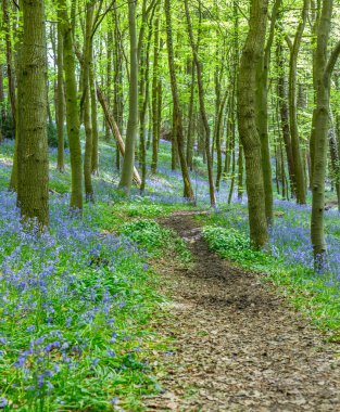Bothal Woods, Morpeth, Northumberland, İngiltere 'de BlueBell ve Vahşi Sarımsak çiçek açarken inanılmaz manzaralar