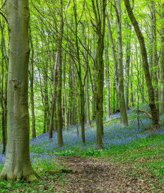 Bothal Woods, Morpeth, Northumberland, İngiltere 'de BlueBell ve Vahşi Sarımsak çiçek açarken inanılmaz manzaralar