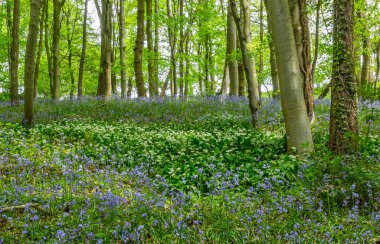 Bothal Woods, Morpeth, Northumberland, İngiltere 'de BlueBell ve Vahşi Sarımsak çiçek açarken inanılmaz manzaralar