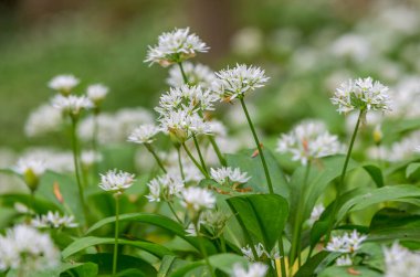Bothal Woods, Morpeth, Northumberland, İngiltere 'de BlueBell ve Vahşi Sarımsak çiçek açarken inanılmaz manzaralar