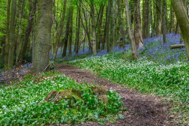 Bothal Woods, Morpeth, Northumberland, İngiltere 'de BlueBell ve Vahşi Sarımsak çiçek açarken inanılmaz manzaralar