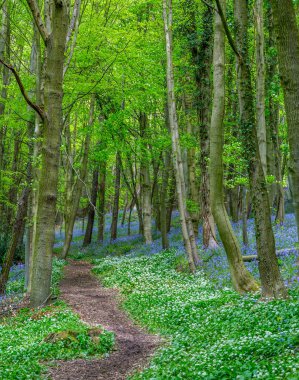 Bothal Woods, Morpeth, Northumberland, İngiltere 'de BlueBell ve Vahşi Sarımsak çiçek açarken inanılmaz manzaralar
