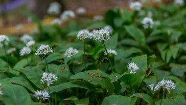 Bothal Woods, Morpeth, Northumberland, İngiltere 'de BlueBell ve Vahşi Sarımsak çiçek açarken inanılmaz manzaralar