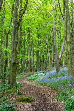 Bothal Woods, Morpeth, Northumberland, İngiltere 'de BlueBell ve Vahşi Sarımsak çiçek açarken inanılmaz manzaralar